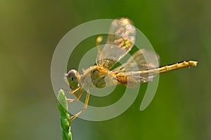 Dragonfly with shinning wings