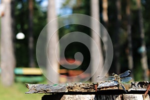 A dragonfly sits on a bench in the background of trees