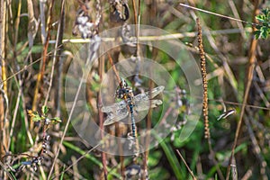 Dragonfly sitting on a blade of grass photo