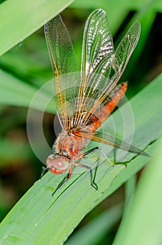 Dragonfly sits on a branch with leaves/dragonfly sits on green grass. Wild nature