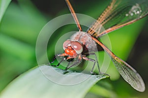 Dragonfly sits on a branch with leaves/dragonfly sits on green grass. Wild nature