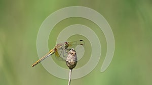 Dragonfly sits on dry branch and waits for prey