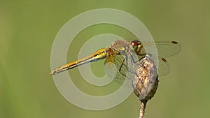 Dragonfly sits on dry branch and waits for prey