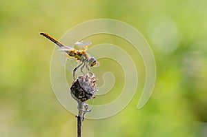 Dragonfly sits on a dry flower bud photo