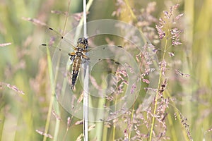 Dragonfly sits on dry grass on a green background