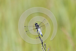 Dragonfly sits on dry grass on a green background