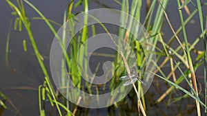 Dragonfly sits on the grass