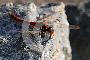 A dragonfly sits on a gray stone.