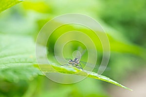 Dragonfly sits on a green blade of grass close-up.