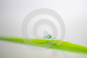 Dragonfly sits on a green blade of grass close-up. Macro photo.