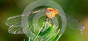 A dragonfly sits on a green branch of a Christmas tree.