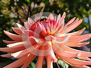 A dragonfly sits on a pink Dahlia. dragonfly on a flower close-up