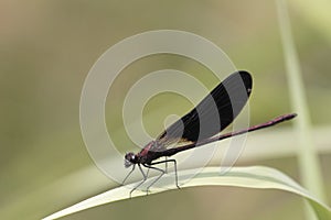 Dragonfly sits on reed above a stream