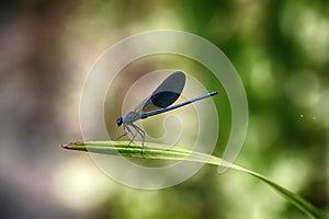 Dragonfly sits on a sedge leaf