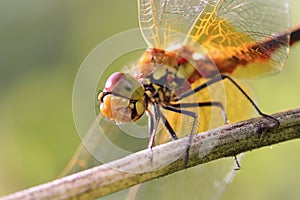 A dragonfly sits on a stalk of flowering grass.