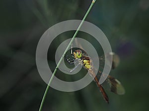 Dragonfly sits on the stalk of grass. Winged flying insect.