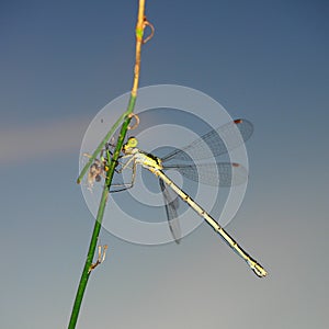 Dragonfly sits on the stalk of grass. Winged flying insect.