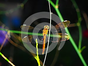 Dragonfly sits on the stalk of grass. Winged flying insect.