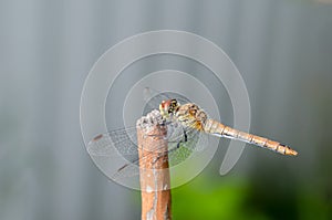 Dragonfly sits on a tree stem