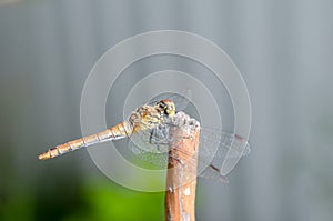 Dragonfly sits on a tree stem