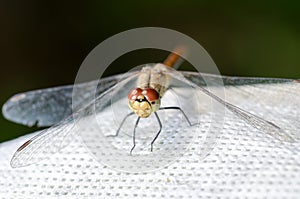 Dragonfly sits on a white background