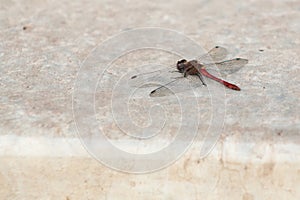 Dragonfly sits on a white marble staircase close macro