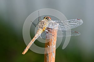 Dragonfly sits on a white surface