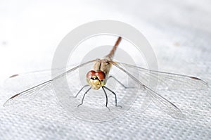 Dragonfly sits on a white surface