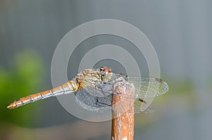 Dragonfly sits on a white surface