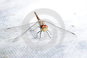 Dragonfly sits on a white surface