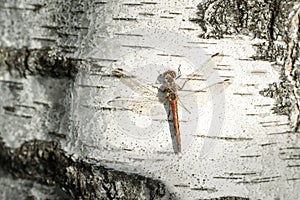 dragonfly sitting on birch trunk close-up