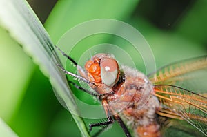 Dragonfly sitting on a blade of grass