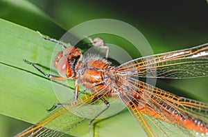 Dragonfly sitting on a blade of grass/dragonfly sits on green grass