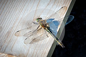 Dragonfly sitting on a board on a sunny day.