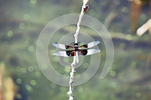 Dragonfly sitting on a branch