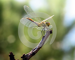 Dragonfly sitting on a branch, close-up