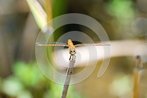 Dragonfly sitting on a branch with glistening light of waves