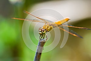 Dragonfly sitting on a branch with glistening light of waves