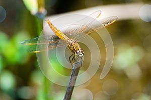 Dragonfly sitting on a branch with glistening light of waves