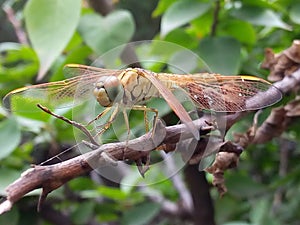 Dragonfly photo