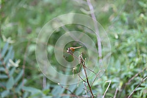 dragonfly sitting on a bush. Dragonfly Close Up Insect Nature - Image