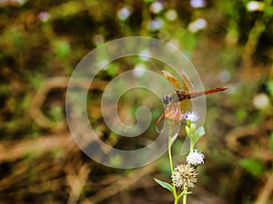 Dragonfly sitting on the flower