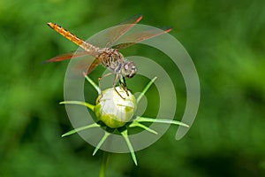 Dragonfly sitting on flower closeup