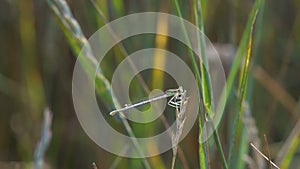 Dragonfly sitting on the grass