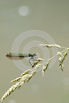 Dragonfly sitting on a grass stalk with a small fly