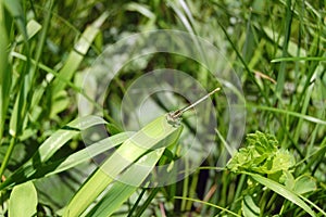 dragonfly sitting on green grass macro shot