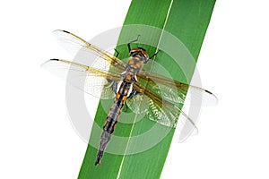 Dragonfly sitting on green leaf isolated on a white