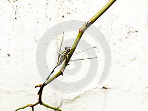 Dragonfly sitting on green leaves branch of tree, nature photography, natural background