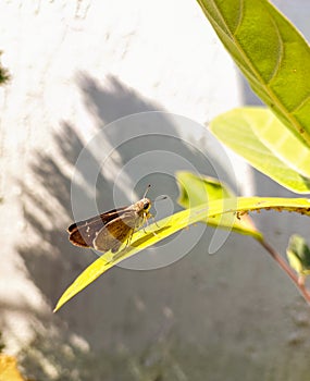 Dragonfly sitting on green leaves branches of tree, nature photography, natural gardening background