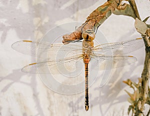 Dragonfly sitting on green leaves plant growing in garden, nature photography, closeup of wings and eyes of insect